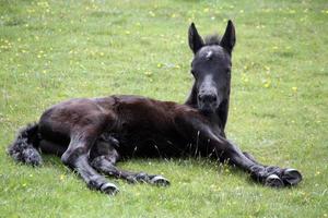 wild black foal resting in spring photo