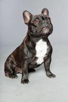 bulldog francés negro. pecho blanco. perro gracioso. personaje cómico. foto