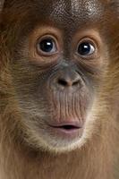 close-up on a Baby Sumatran Orangutan photo