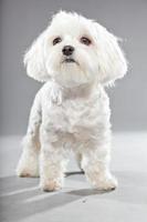 Cute white young malteser dog. Studio shot. Grey background. photo