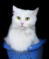 White cat isolated on white background