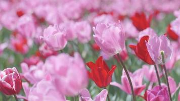 Tulip Flowers,at Showa Memorial Park video