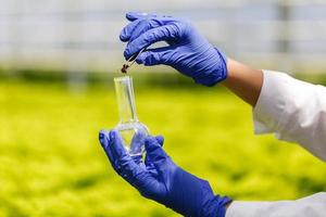 Researcher takes a probe of greenery in a round-bottom flask photo