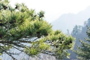 Green needles of a pine tree photo