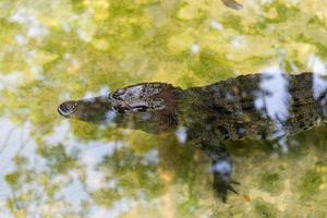 Alligator floating in a pond photo