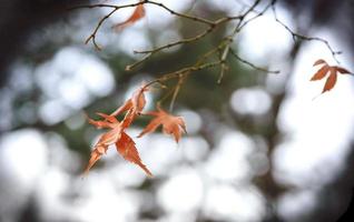 Beautiful red leaves photo