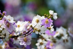 Beautiful flowers of peach tree in spring photo