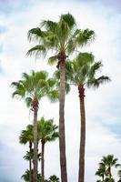 Palm trees in front of blue sky photo