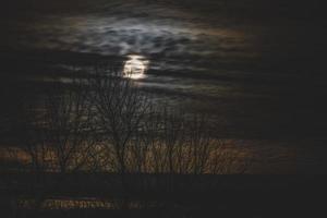 Bare trees with the moon photo