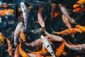 Colorful koi fish swimming in a pond photo