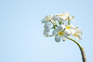 White plumeria flower photo