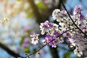 Flowers of peach tree in the spring photo