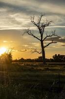 Bare tree at sunset photo