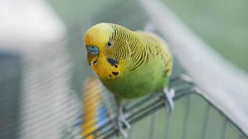 primo piano del pappagallino ondulato pappagallo video