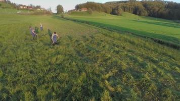 groot veld wordt gemaaid met traditionele techniek video