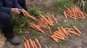 il lavoratore sta pulendo le carote e mette il raccolto sul mazzo video