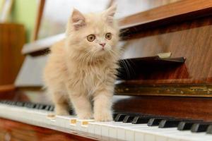 cat and piano photo