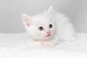 white kitten photo