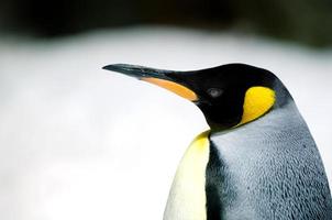 King Penguin - Aptenodytes Patagonicus photo