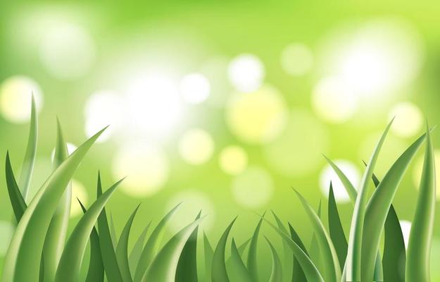 Abstract Green Grass in Bokeh Background