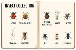 conjunto de colección de insectos en el libro. vector