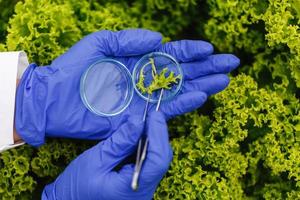 Taking a lettuce sample photo