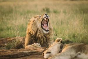 Lion roaring while lying in grass