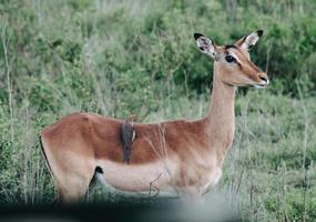 Bird on gazelle photo