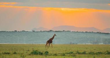 jirafa en la distancia al atardecer foto