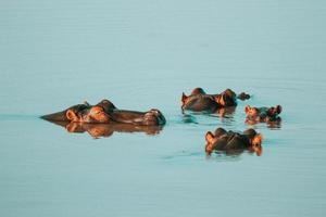 Familia de hipopótamos sobresaliendo de la parte superior del agua foto
