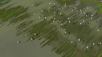 Aerial view flying Flock of Pelicans, Slow motion video