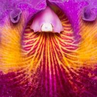 Orchid Closeup III photo
