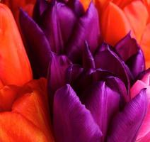 Macro view of tulip flowers