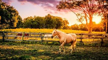 Horse of a farm photo