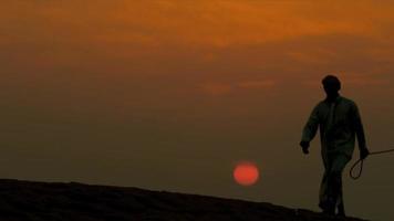 männliche arabische führende Kamele Sanddünen Silhouette video