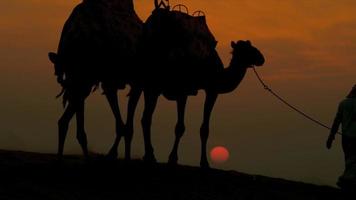 Kamele führten den männlichen Sonnenuntergang des arabischen Wüstensandes video