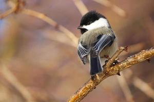 Rear-view of a chickadee with its head turned photo