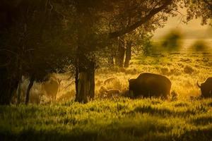 Buffalo Herd Grazing at Dawn in the Tetons