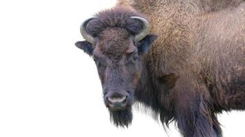 Adult Bison Isolated on White photo