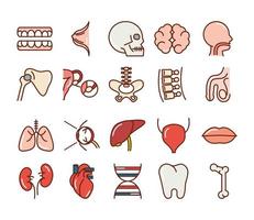 conjunto de iconos de anatomía y salud del cuerpo humano vector