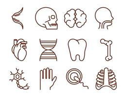 conjunto de iconos de anatomía y salud del cuerpo humano vector