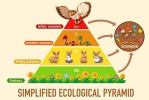 ciencia pirámide ecológica simplificada vector