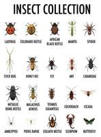 Insect collection chart vector