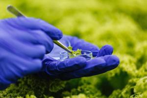 Researcher takes a sample and puts it in a Petri dish photo