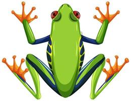 Red eyed tree frog isolated on white background vector