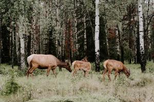 Brown deers on green grass in the forest photo