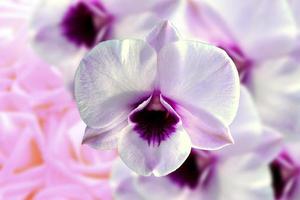 flor de orquídea blanca aislada foto