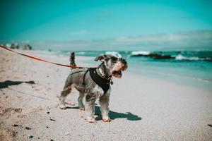 Ciudad del Cabo, Sudáfrica, 2020 - Terrier gris y blanco en la playa foto