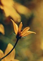 Close-up of yellow daisy photo