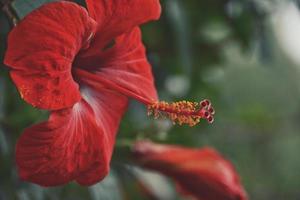 Close-up of red hibiscus flower photo